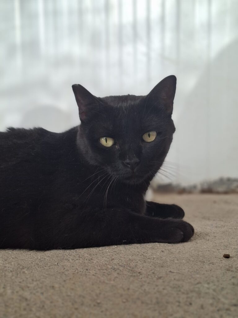 ¡Busco un hogar lleno de amor! Conoce a Jackie